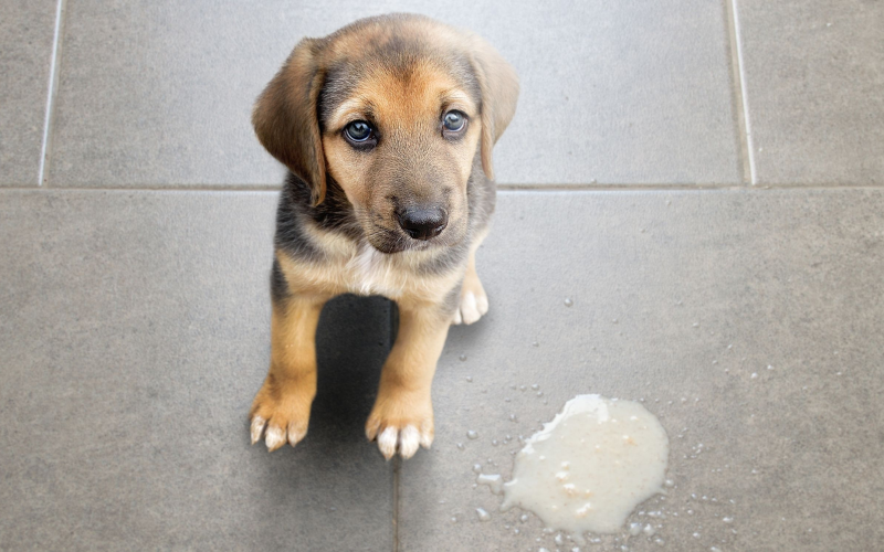 Why Do Dogs Eat Their Own Vomit?