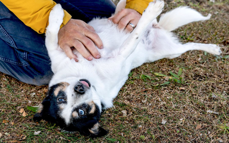 Why Do Dogs Like Their Belly Rubbed?