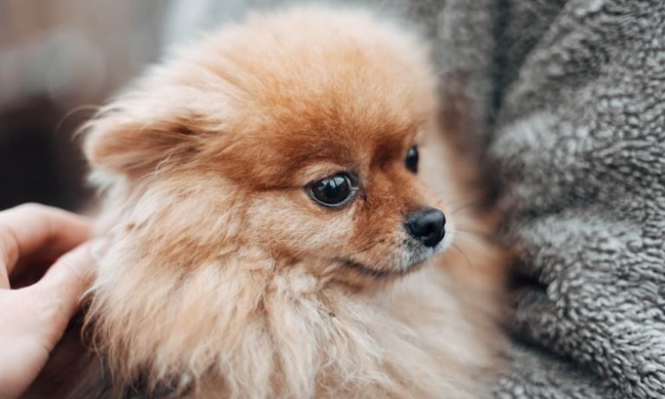 Pomeranian Shaking: What's Wrong With My Dog?