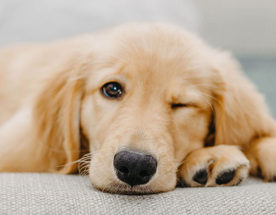 Golden Retriever Pet dog - Paw of Love