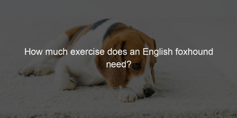How Much Exercise Does an English Foxhound Need?