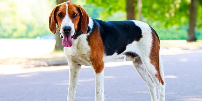 What is the Temperament of an English Foxhound?