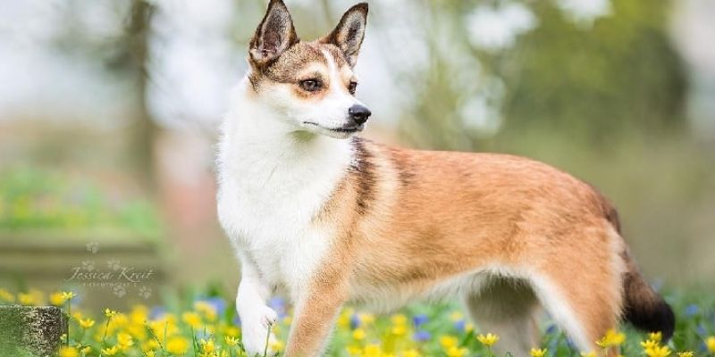 What Health Issues Are Common in Norwegian Lundehunds?