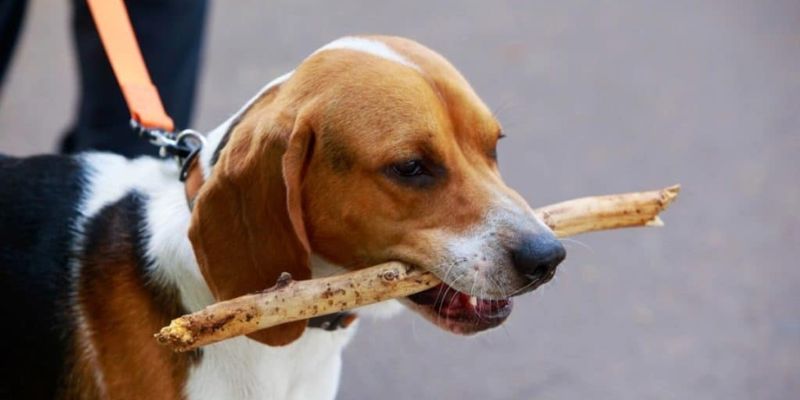 How Much Do American Foxhounds Eat?