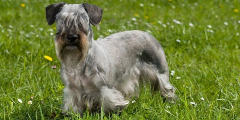 Are Cesky Terriers Hypoallergenic?