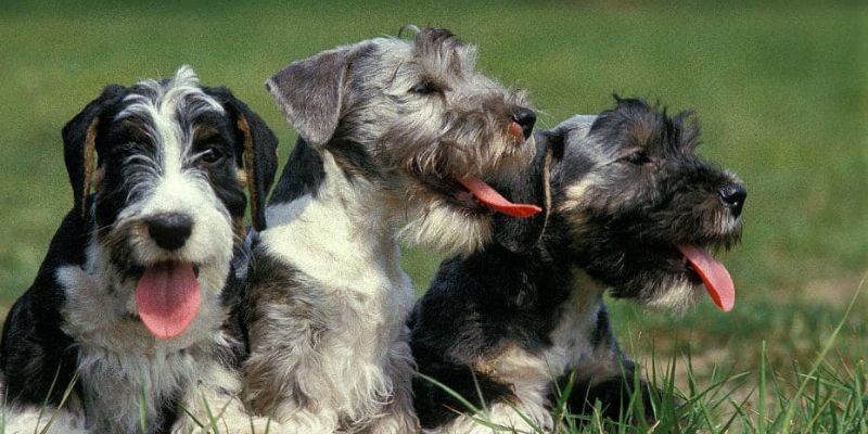 How Often Should You Groom a Cesky Terrier?