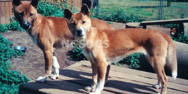 Are New Guinea Singing Dogs Good for First-time Dog Owners?