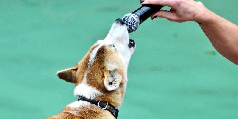 Can New Guinea Singing Dogs Be Trained Easily?