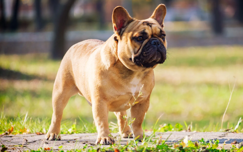 Dogs Breed with Short Legs
