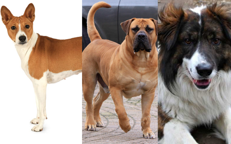 Dog Breeds From Africa