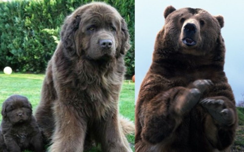 Are Bears Related to Dogs?