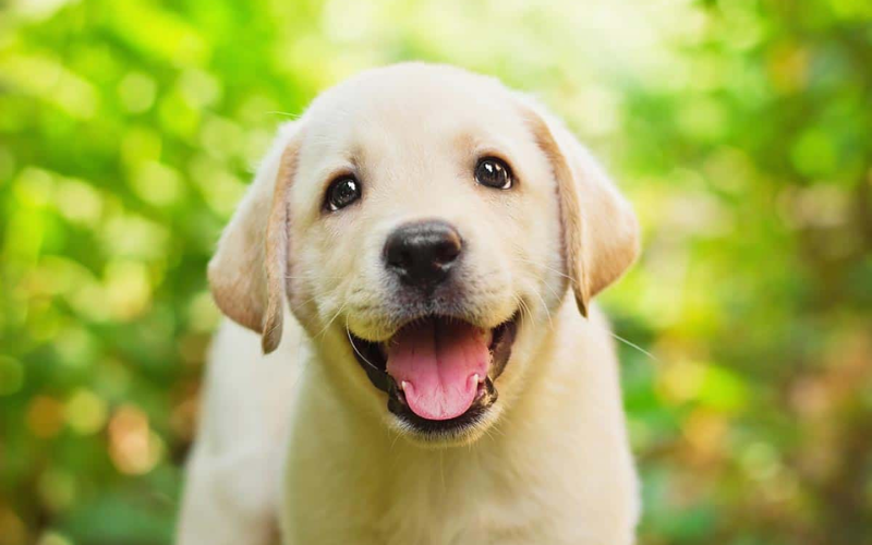 Why Do Puppies Get Hiccups?