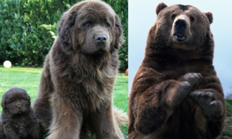 Bears Related to Dogs: Are They Related?