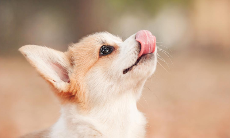 Why Do Dogs Lick the Air? 