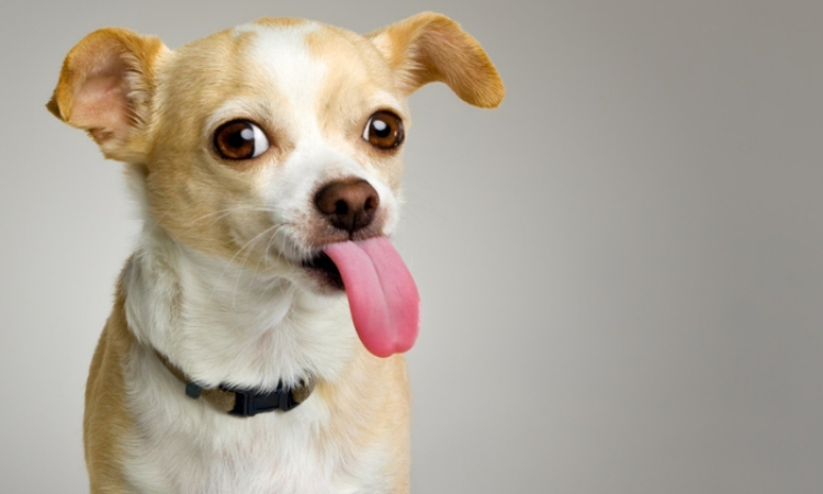 Cute Chihuahua dog licking - Paw of love
